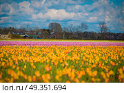 pink, red and orange tulip field in North Holland during spring. pink, red and orange tulip field in North Holland . Стоковое фото, агентство Ingram Publishing / Фотобанк Лори