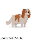 Cocker spaniel dog breed flat design vector. Purebred pet. Domestic friend and companion animal illustration. For pet shop ad, animalistic hobby concept, breeding illustration. Cute canine portrait. . Cocker Spaniel Dog Breed Flat Design Illustration. Cocker Spaniel Dog Breed Flat Design Illustration. Стоковая иллюстрация, агентство Ingram Publishing / Фотобанк Лори
