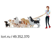 Dog Walking Banner. Woman Walk with Different Dogs. Dog walking banner. Woman walks with Golden Retriever, Jack Russell Terrier, Maremma Sheepdog, Cavalier King Charles Spaniel, Pekingese, Doberman Pinscher breeds. Dog pet shop banner poster. Vector. Стоковая иллюстрация, агентство Ingram Publishing / Фотобанк Лори