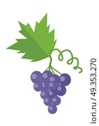 Bunch or Cluster of Red Grapes. Blue Grape. Bunch or cluster of red grapes. Blue grapes with a leaf. Red vine. Fruit for preparation check elite vintage strong wine. Grapery racemation. Part of series of viniculture production items. Vector. Стоковая иллюстрация, агентство Ingram Publishing / Фотобанк Лори