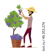 Man Gathers Red Ggrapes into the Basket.. Man gathers red grapes into the basket. For labels, tags, posters, banners of check elite vintage wines. Winemaking concept. Part of series of viniculture production and preparation items. Vector. Стоковая иллюстрация, агентство Ingram Publishing / Фотобанк Лори