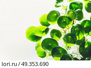 Green round circle leaves of Chinese money plant ( missionary plant ) on light background. Tropical trendy plant. Стоковое фото, агентство Ingram Publishing / Фотобанк Лори