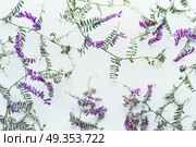 Pattern of wild flowers on white background, top view, flat lay. Mouse pea. Vetch multicolor (Vicia cracca) Стоковое фото, агентство Ingram Publishing / Фотобанк Лори