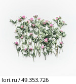 Creative floral layout made of wild flowers on white background. Flat lay, top view, copy space. Flowering red clover , Trifolium pratense. Summer concept. Стоковое фото, агентство Ingram Publishing / Фотобанк Лори