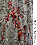 Firebug Pyrrhocoris Apterus plague in a tree trunk. Firebug Pyrrhocoris Apterus plague in a tree trunk detail. Стоковое фото, агентство Ingram Publishing / Фотобанк Лори