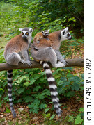 Ring tailed lemurs outdoor forest. Ring tailed lemurs family outdoor forest. Стоковое фото, агентство Ingram Publishing / Фотобанк Лори
