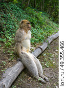 Barbary apes macaca sylvanus macaque monkey. Barbary apes macaca sylvanus macaque monkey outdoor. Стоковое фото, агентство Ingram Publishing / Фотобанк Лори