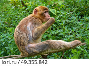 Barbary apes macaca sylvanus macaque monkey outdoor. Barbary apes macaca sylvanus macaque monkey. Стоковое фото, агентство Ingram Publishing / Фотобанк Лори