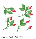 Wild Rose Hip with Berries Isolated. Briar Twig. Wild rose hip with berries isolated on white background. Briar twig. Dog rose berries. Stylized branch of red berries. Can be used for greeting card design. Winter season holidays. Vector. Стоковая иллюстрация, агентство Ingram Publishing / Фотобанк Лори