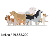 Collection of Different Dogs Isolated on White. Collection of different dogs isolated on white. Husky, Golden retriever, Jack Russell Terrier, Maremma Sheepdog, Chihuahua, Cavalier king charles spaniel breeds. Dog pet shop banner poster. Vector. Стоковая иллюстрация, агентство Ingram Publishing / Фотобанк Лори
