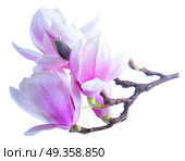 Magnolia Flowers on White. Magnolia Blooming Flowers twig isolated on white background. Стоковое фото, агентство Ingram Publishing / Фотобанк Лори