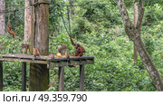 Different monkeys gathered for feeding. Stump-tailed and long-tailed macaques eat fruits laid out on a boardwalk. An orangutan mother hugs a baby. The ropes are stretched. Tropical vegetation. Стоковое фото, фотограф Вера Ивановна Кубарева / Фотобанк Лори