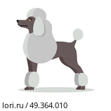 Poodle in Stand on White Background. White french poodle in stand on white background. Dog icon or logo element. Vector illustration in flat style. Side view standard poodle design. Cartoon dog character, pet animal. Стоковая иллюстрация, агентство Ingram Publishing / Фотобанк Лори
