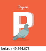Animal alphabet vector concept. Flat style. Zoo ABC with domesticated bird. Grey pigeon standing on red background, letter P behind. Educational glossary. For children s books, textbooks illustrating. Animal Alphabet Concept in Flat Design. Animal Alphabet Concept in Flat Design. Стоковая иллюстрация, агентство Ingram Publishing / Фотобанк Лори