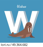 Walrus on Ice Floe with Letter W. ABC, Alphabet.. Walrus cow on ice floe with letter W isolated on blue. Large flippered marine mammal distributed about North Pole in Arctic Ocean. Part of alphabetic series with animals. ABC, alphabet. Vector. Стоковая иллюстрация, агентство Ingram Publishing / Фотобанк Лори