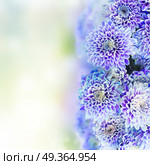 blue chrysanthemum flowers. fresh blue chrysanthemum flowers over garden bokeh background with copy space. Стоковое фото, агентство Ingram Publishing / Фотобанк Лори