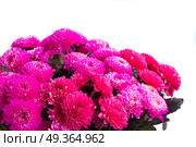 blue chrysanthemum flowers. magenta pink chrysanthemum flowers close up isolated on white background. Стоковое фото, агентство Ingram Publishing / Фотобанк Лори