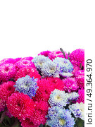 blue chrysanthemum flowers. pink and blue chrysanthemum flowers border isolated on white background. Стоковое фото, агентство Ingram Publishing / Фотобанк Лори
