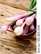 Fresh onion bulbs. Spring harvest of fresh onions.Green onion.Onions for cooking. Стоковое фото, агентство Ingram Publishing / Фотобанк Лори