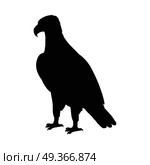 Bald Eagle Flat Design Vector Illustration. Bald eagle vector. Predatory birds wildlife concept. North America fauna illustration. Picture for national symbolics, encyclopedia, books illustrating. Isolated on white. Стоковая иллюстрация, агентство Ingram Publishing / Фотобанк Лори