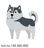 Siberian Husky Medium Size Dog Breed Isolated. Siberian Husky medium size working dog breed isolated on white. Recognizable by thickly furred double coat, erect triangular ears, and distinctive markings. Belongs to the Spitz genetic family. Vector. Стоковая иллюстрация, агентство Ingram Publishing / Фотобанк Лори