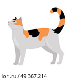 Calico Cat Vector Flat Design Illustration. Calico cat breed. Cute tricolor cat standing with raised tail flat vector illustration isolated on white background. Purebred pet. Domestic friend and companion animal. For pet shop ad, hobby concept, breeding. Calico Cat Vector Flat Design Illustration. Стоковая иллюстрация, агентство Ingram Publishing / Фотобанк Лори
