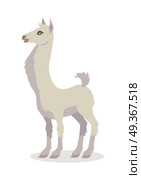 Llama Isolated on White. South American Camelid. Llama isolated on white background. Llama domesticated South American camelid, widely used as a meat and pack animal. Alpaca, guanaco, vicuna llama. Funny cartoon creature. Vector illustration. Стоковая иллюстрация, агентство Ingram Publishing / Фотобанк Лори