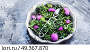 Natural herbs medicine. healing herbs thistle in mortar.Herbal medicine.Tea.Onopordum.Thistle.Natural herbal medicine. Стоковое фото, агентство Ingram Publishing / Фотобанк Лори