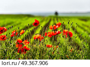 Wonderful poppy field in late may. Red poppies flowers blossom on wild field. Natural drugs. Opium poppy, botanical plant, ecology. Red poppies flowers blossom on wild field. Natural drugs. Стоковое фото, агентство Ingram Publishing / Фотобанк Лори