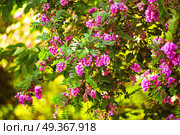Purple acacia tree blooming background. Pink Robinia flowers close up. Violet pseudoacacia blossoms. Purple acacia tree blooming background. Pink Robinia flowers. Стоковое фото, агентство Ingram Publishing / Фотобанк Лори