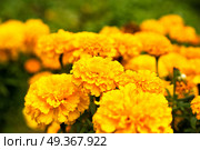 Close up of beautiful Marigold flower blooming in the garden. Tagetes erecta, Mexican, Aztec or African marigold. Close up of beautiful Marigold flower blooming. Стоковое фото, агентство Ingram Publishing / Фотобанк Лори