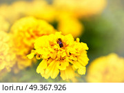 Bee on marigold flower blooming in the garden. Tagetes erecta, Mexican, Aztec or African marigold. Bee on marigold flower blooming in the garden. Стоковое фото, агентство Ingram Publishing / Фотобанк Лори