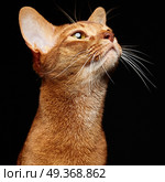 Portrait of beautiful young abyssinian cat. Portrait of beautiful young abyssinian cat. Close up of red cat.  Isolated on black background. Стоковое фото, агентство Ingram Publishing / Фотобанк Лори