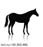 Sorrel horse black vector. Flat design. Domestic animal. Country inhabitants concept. For farming, animal husbandry, horse sport logo illustrating. Agricultural species. Isolated on white. Sorrel Horse Logo. Стоковая иллюстрация, агентство Ingram Publishing / Фотобанк Лори