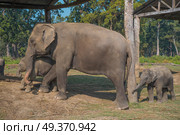 elephants in Chitwan National Park in Nepal. Стоковое фото, агентство Ingram Publishing / Фотобанк Лори