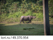 Rhino in Chitwan National Park in Nepal. Стоковое фото, агентство Ingram Publishing / Фотобанк Лори