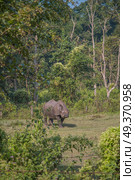 Rhino in Chitwan National Park in Nepal. Стоковое фото, агентство Ingram Publishing / Фотобанк Лори