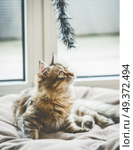 A kitten is interested in a hanging cat toy. Стоковое фото, агентство Ingram Publishing / Фотобанк Лори