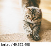 Fluffy kitten sharpens its claws. Стоковое фото, агентство Ingram Publishing / Фотобанк Лори