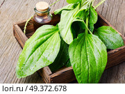 Leaf of greater plantain in a box with mortar and mixture. Green plantain plantago. Стоковое фото, агентство Ingram Publishing / Фотобанк Лори