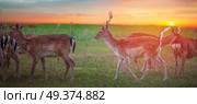 Group rutting red deer on the Veluwe, Netherlands. Стоковое фото, агентство Ingram Publishing / Фотобанк Лори