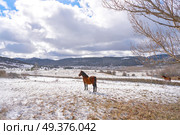 Virgen de la Vega snow village horse in Teruel of Spain. Стоковое фото, агентство Ingram Publishing / Фотобанк Лори