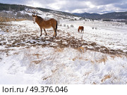 Virgen de la Vega snow village horse in Teruel of Spain. Стоковое фото, агентство Ingram Publishing / Фотобанк Лори