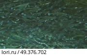 Lot of trout fish in farm pond. Стоковое видео, видеограф Михаил Коханчиков / Фотобанк Лори