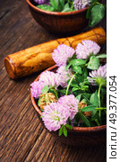 Clover or trefoil flower medicinal herbs.Healing herbs. Healing plant clover. Стоковое фото, агентство Ingram Publishing / Фотобанк Лори