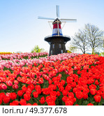 landscape with traditional Dutch windmill in Netherlands flag and rows of tulips, Netherlands, retro toned. Dutch wind mills. Стоковое фото, агентство Ingram Publishing / Фотобанк Лори