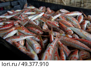 Freshly caught red mullet is in a black box. Стоковое фото, фотограф Екатерина Лызлова / Фотобанк Лори