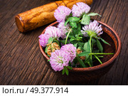 Clover or trefoil flower medicinal herbs.Healing herbs. Healing plant clover. Стоковое фото, агентство Ingram Publishing / Фотобанк Лори