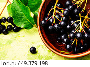Aronia melanocarpa or black chokeberry with leaves.Herbalism. Chokeberry with leaf. Стоковое фото, агентство Ingram Publishing / Фотобанк Лори