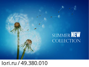 Summer poster with wither dandelion and flying seeds on blue sky background realistic vector illustration  . Realistic Wither Dandelion With Flying Seeds. Стоковая иллюстрация, агентство Ingram Publishing / Фотобанк Лори